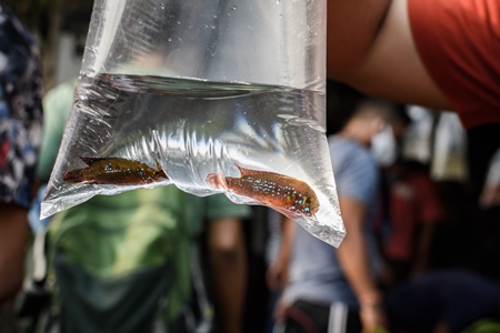 Aquarium fish in plastic bags on sale at Galiff Street pet market, Kolkata, India, 2022