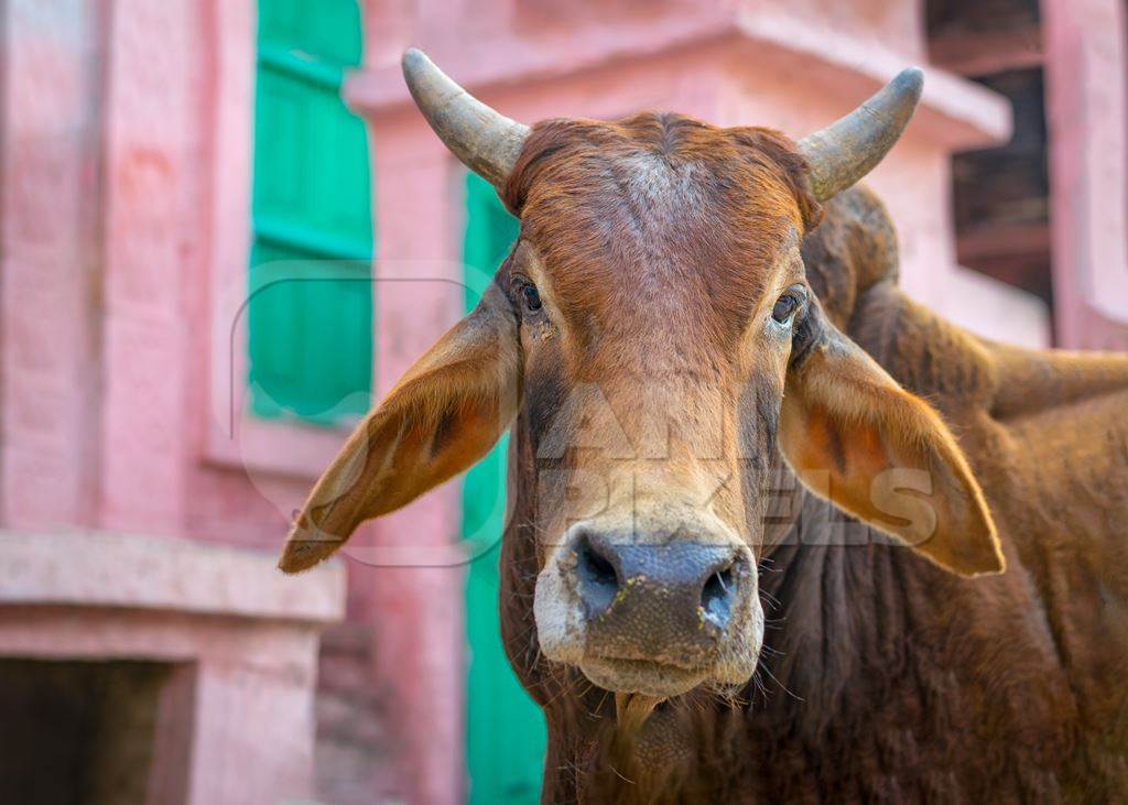 Indian street cow or bullock with horns in front of colourful pink wall background in the urban city of Bikaner, India