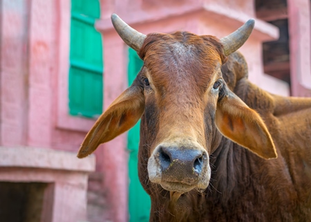 Indian street cow or bullock with horns in front of colourful pink wall background in the urban city of Bikaner, India