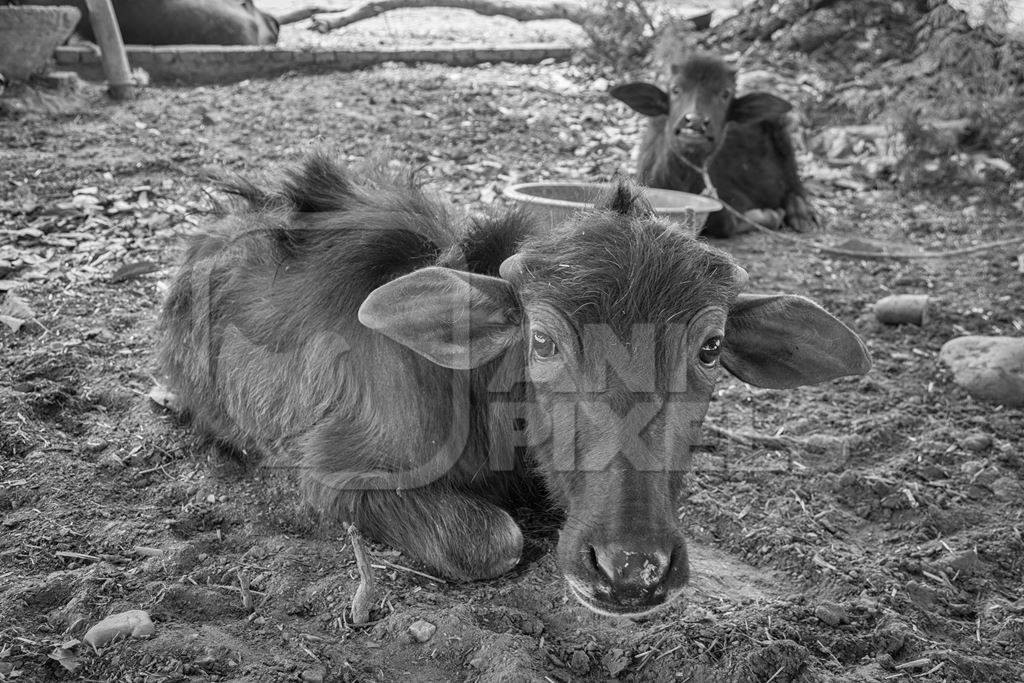 Small baby buffalo calf tied up in a farm in a village