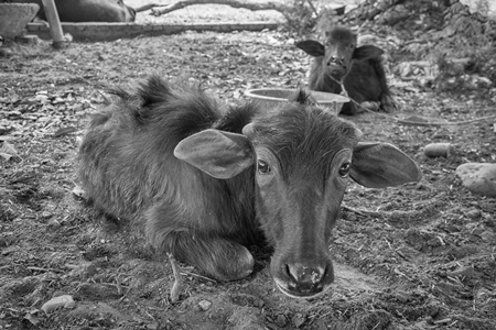 Small baby buffalo calf tied up in a farm in a village