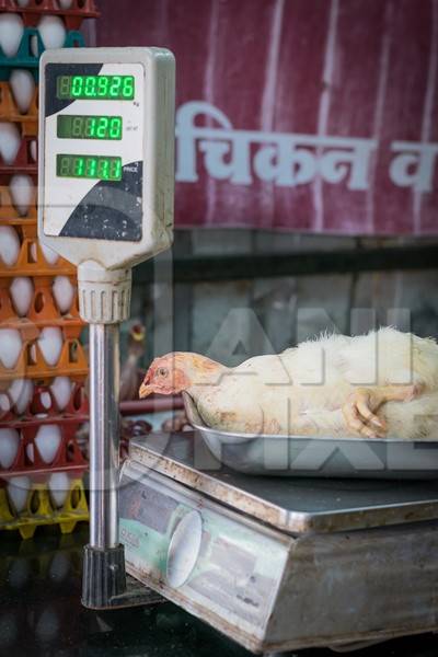 Broiler chicken sitting in a weighing scale at a chicken shop