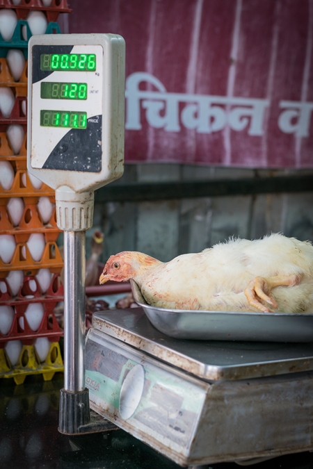 Broiler chicken sitting in a weighing scale at a chicken shop
