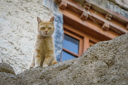 Ginger Indian street cat sitting on a wall in Ladakh in the Himalaya mountains of India