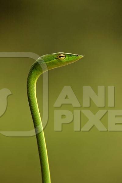 Small green snake standing up and green background