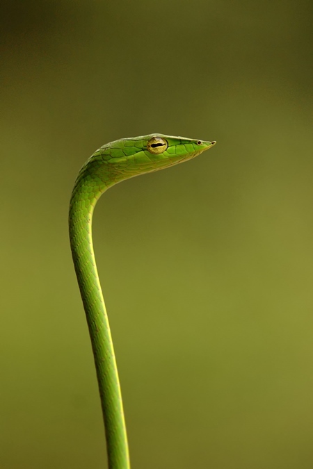 Small green snake standing up and green background