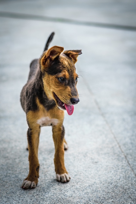 Stray cute street puppy dog on road