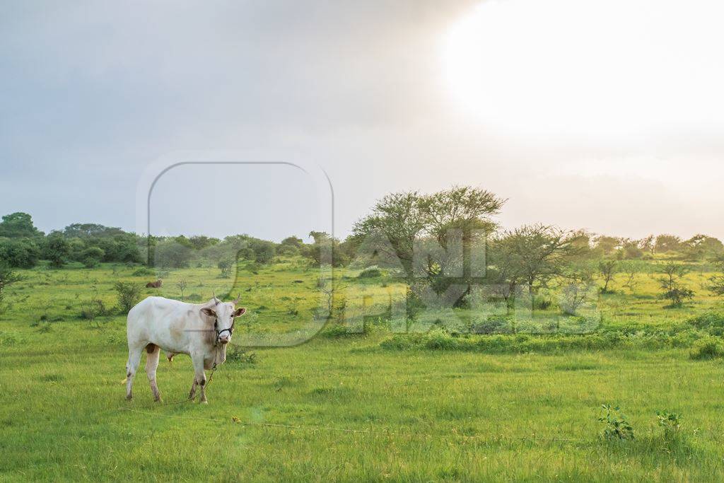 Indian cow or bullock in green field with blue sky background in Maharashtra in India