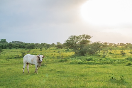 Indian cow or bullock in green field with blue sky background in Maharashtra in India