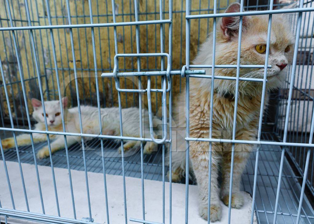 Pedigree breed kitten in cage on sale at Crawford pet market