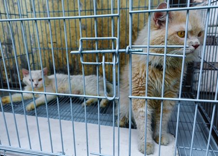 Pedigree breed kitten in cage on sale at Crawford pet market