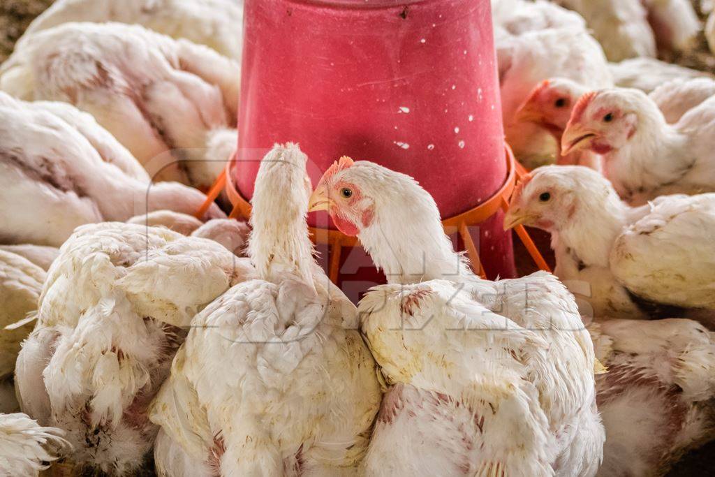 White broiler chickens raised for meat on a large poultry broiler farm in Maharashtra in India