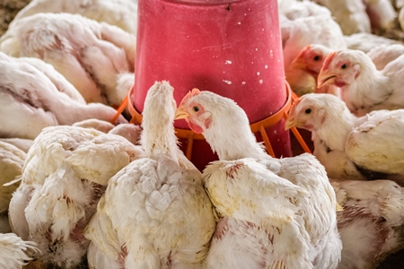 White broiler chickens raised for meat on a large poultry broiler farm in Maharashtra in India