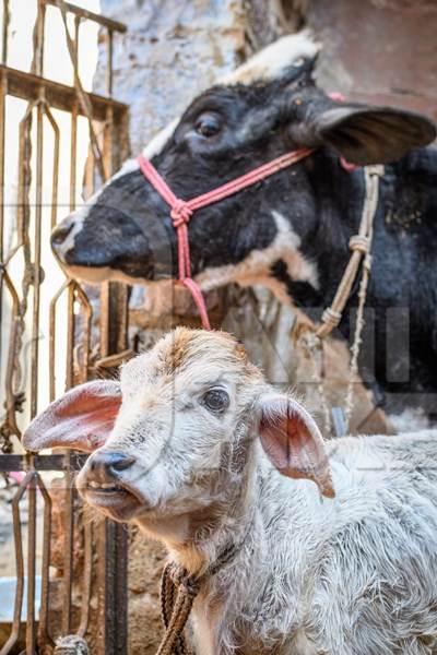 Indian dairy cow and calf in a small urban dairy farm or tabela, in the city of Jodhpur, India, 2022