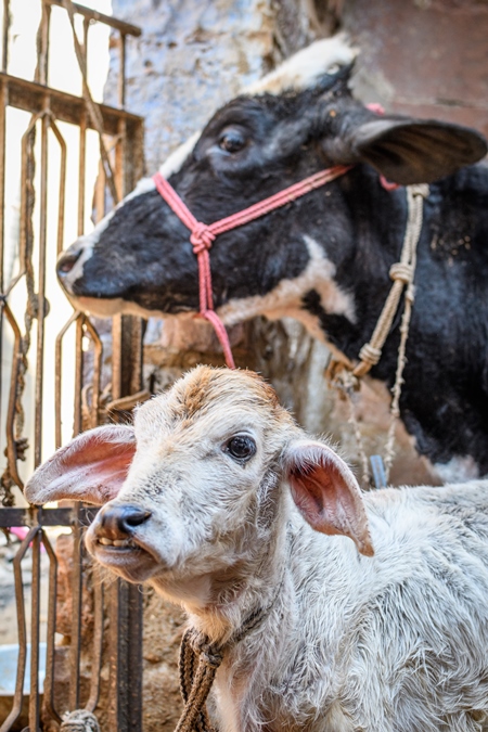 Indian dairy cow and calf in a small urban dairy farm or tabela, in the city of Jodhpur, India, 2022