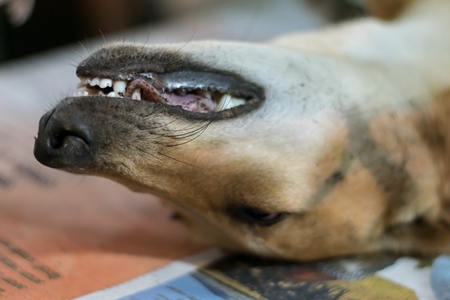 Unconscious dog having sterilisation surgery