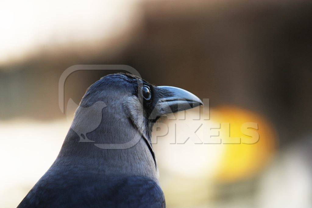 Close up of head of crow with yellow background