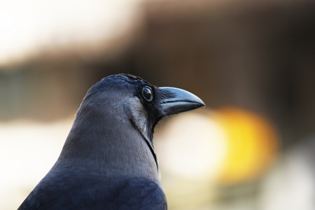 Close up of head of crow with yellow background