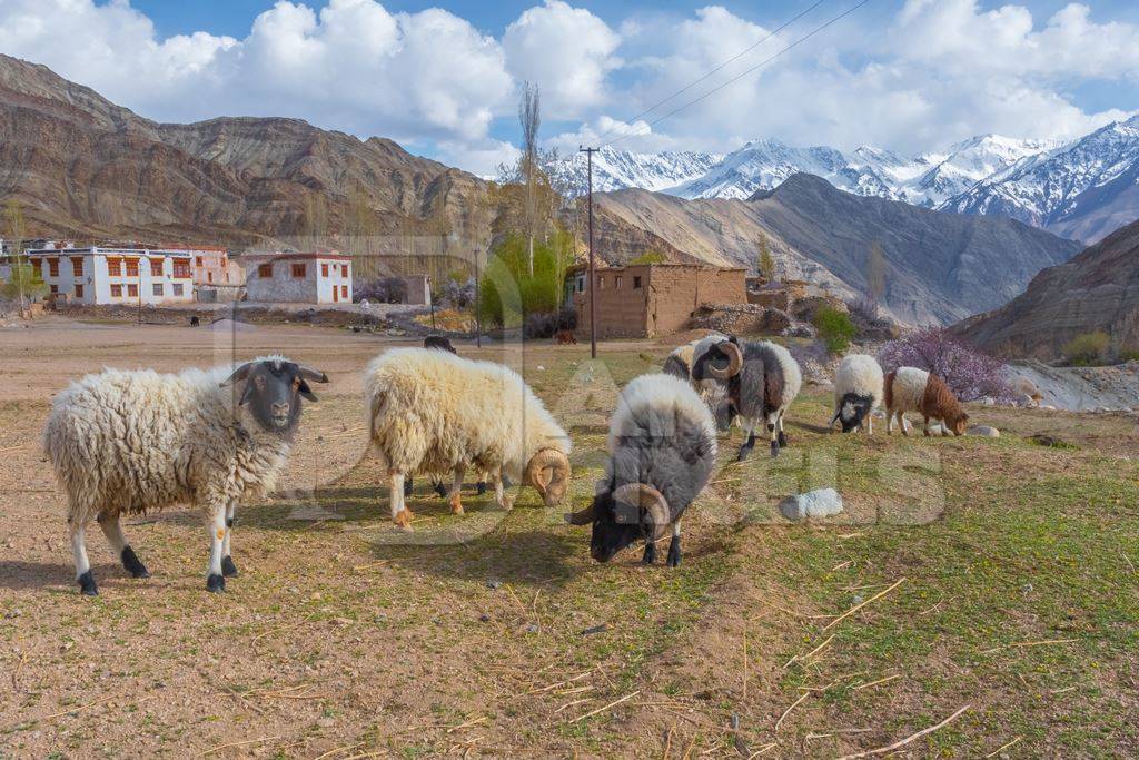 Indian sheep in a flock or herd on a farm grazing in a field in the mountains of Ladakh in the Himalayas in India