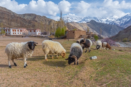 Indian sheep in a flock or herd on a farm grazing in a field in the mountains of Ladakh in the Himalayas in India