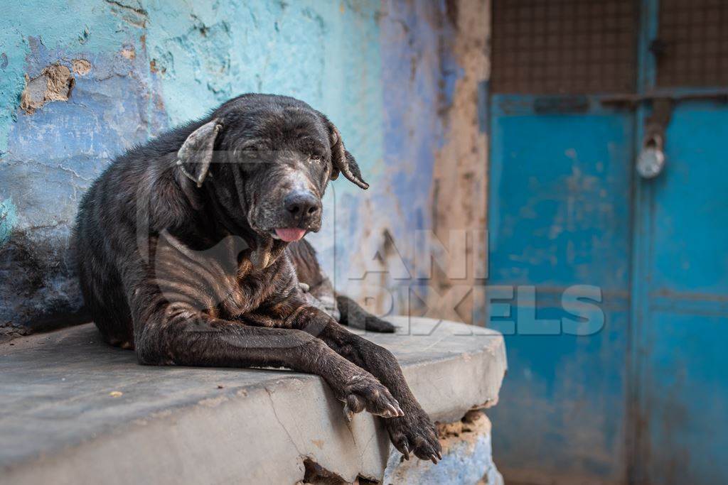 Old sad Indian street dog or stray pariah dog with blue wall background, Jodhpur, India, 2022