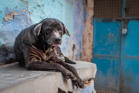 Old sad Indian street dog or stray pariah dog with blue wall background, Jodhpur, India, 2022