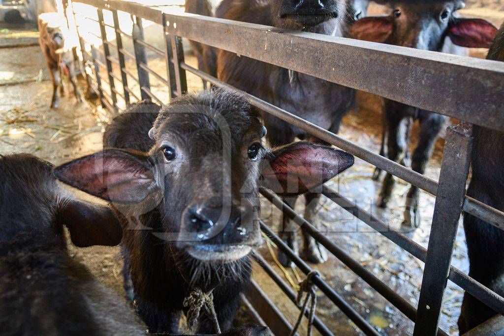 Farmed Indian buffalo calf tied up inside a large concrete shed on an urban dairy farm or tabela, Aarey milk colony, Mumbai, India, 2023