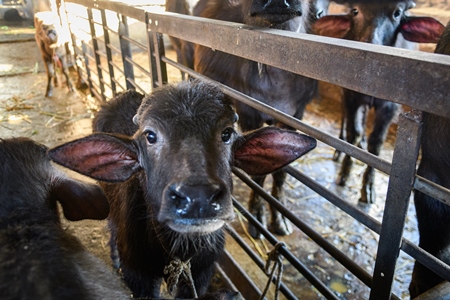 Farmed Indian buffalo calf tied up inside a large concrete shed on an urban dairy farm or tabela, Aarey milk colony, Mumbai, India, 2023