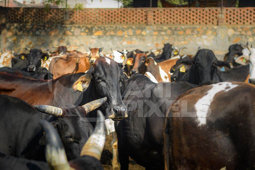 Herd of Indian cows in an enclosure at a gaushala or goshala in Jaipur, India, 2022