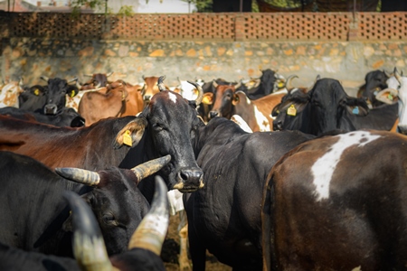 Herd of Indian cows in an enclosure at a gaushala or goshala in Jaipur, India, 2022