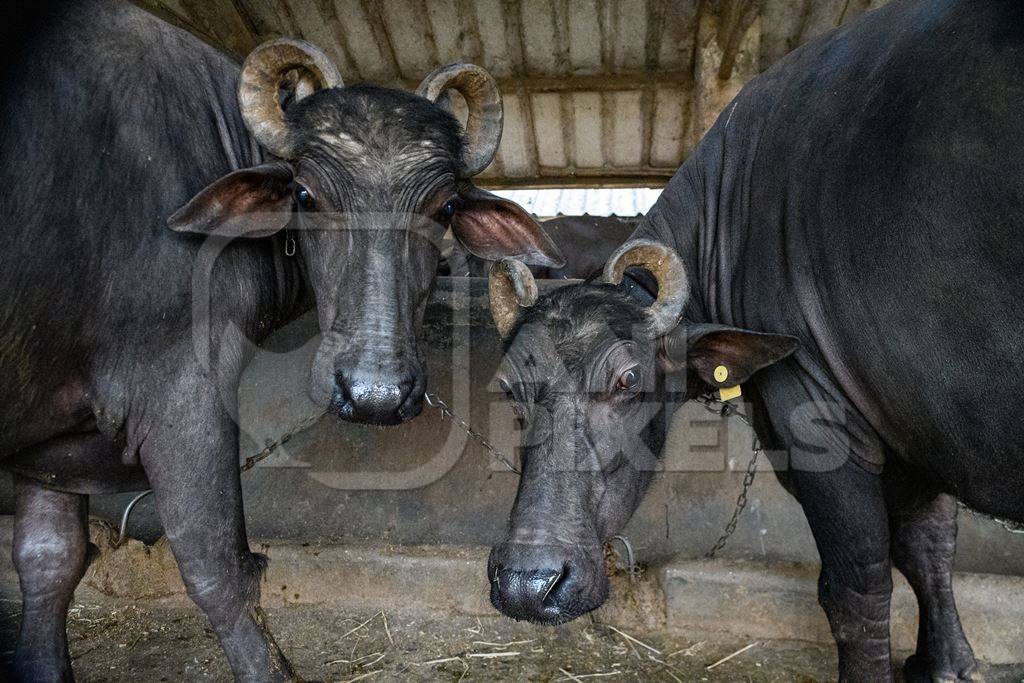 Two farmed Indian buffaloes chained up on an urban dairy farm or tabela, Aarey milk colony, Mumbai, India, 2023