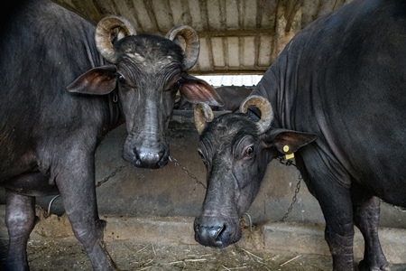 Two farmed Indian buffaloes chained up on an urban dairy farm or tabela, Aarey milk colony, Mumbai, India, 2023