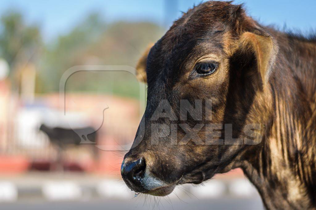 Brown street cow on street in Bikaner in Rajasthan