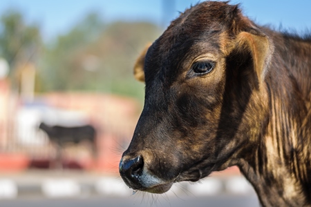 Brown street cow on street in Bikaner in Rajasthan