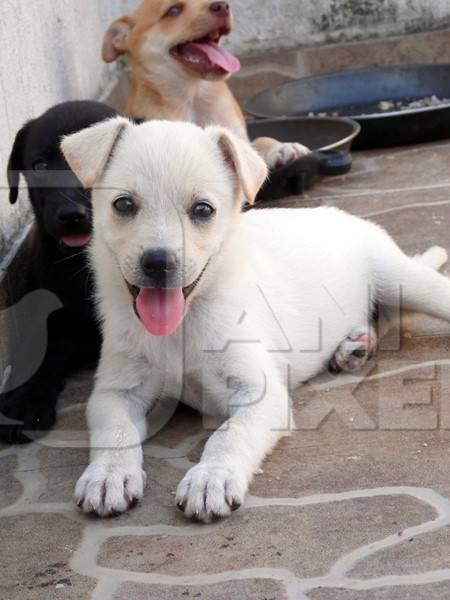 Three street puppies lying on ground