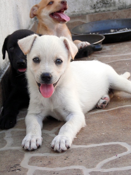 Three street puppies lying on ground