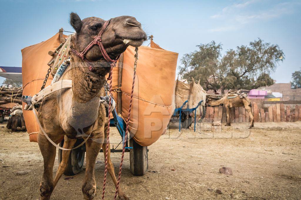Working camel overloaded with large orange load on cart in Bikaner in Rajasthan