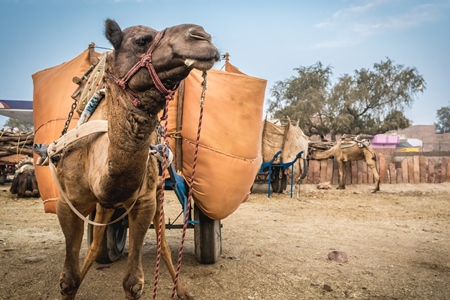 Working camel overloaded with large orange load on cart in Bikaner in Rajasthan