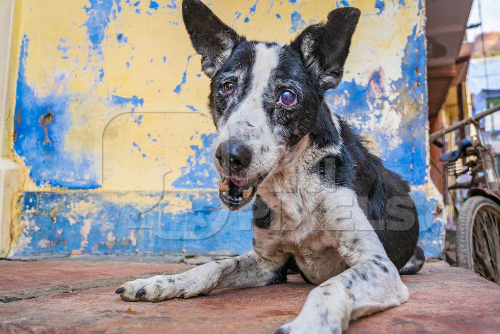 Old Indian stray street dog with blue wall background, Jodhpur, India, 2017