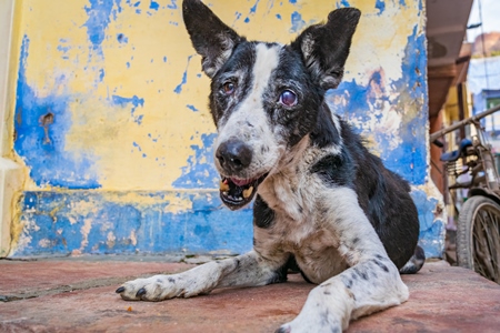 Old Indian stray street dog with blue wall background, Jodhpur, India, 2017