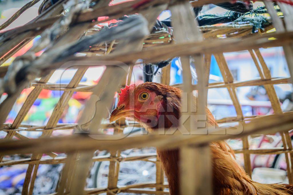 Chickens on sale in bamboo baskets at an animal market