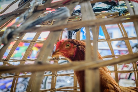 Chickens on sale in bamboo baskets at an animal market