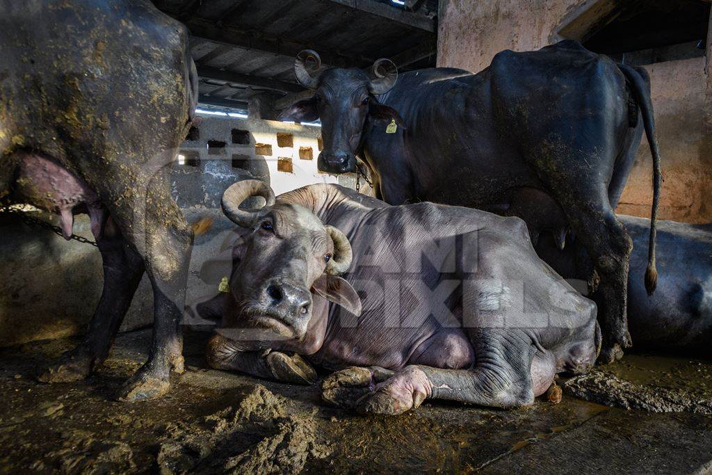 Indian buffaloes lying in dirty and unhygienic conditions while chained up on an urban dairy farm or tabela, Aarey milk colony, Mumbai, India, 2023