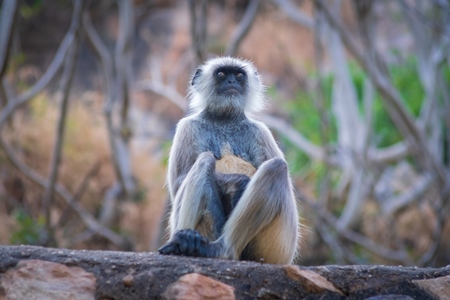 Indian gray or hanuman langur monkey in the wild in Rajasthan in India