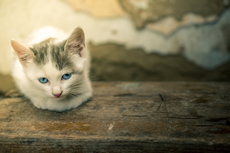 Small white street kitten sitting on wall