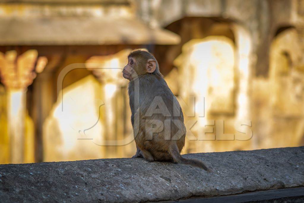 Young macaque monkey sitting on a wall at Galta Ji monkey temple in Rajasthan