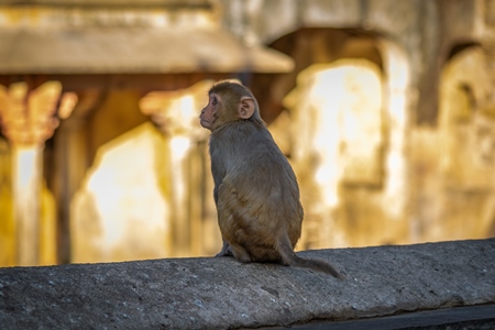 Young macaque monkey sitting on a wall at Galta Ji monkey temple in Rajasthan