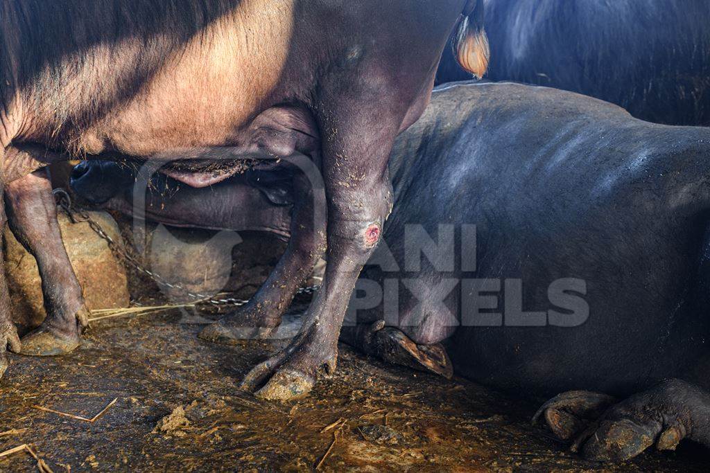 Indian buffalo with a wound or injury in a concrete shed on an urban dairy farm or tabela, Aarey milk colony, Mumbai, India, 2023