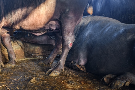 Indian buffalo with a wound or injury in a concrete shed on an urban dairy farm or tabela, Aarey milk colony, Mumbai, India, 2023