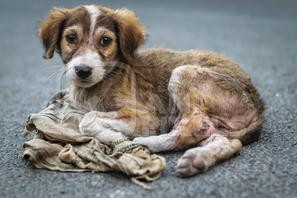 Sick looking stray street puppy on road in urban city